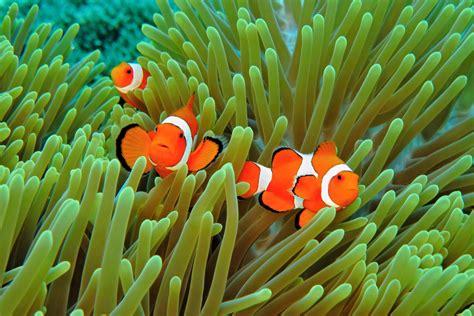  Anemonas-do-Mar: Um Animal Fascinante Que Te Convida Para Explorar as Profundezas e Desvendar os Segredos do Oceano!