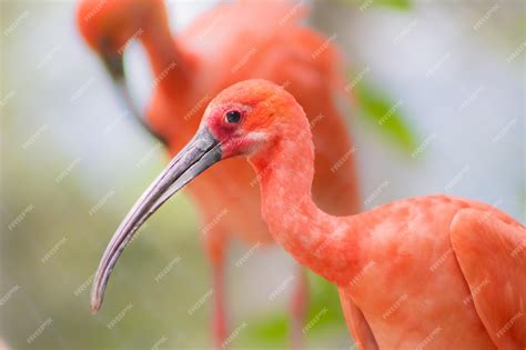  Guará! Uma ave tropical que combina plumagem exuberante com voo acrobático.