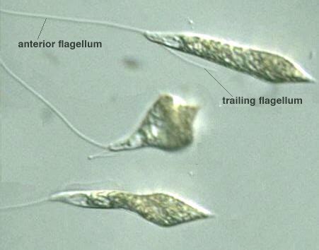  Heteronema! Um protista flagelado que se alimenta de bactérias e vive em ambientes aquáticos frescos