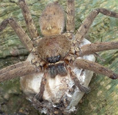  Huntsman Spider: Um Mestre Disfarçado que Tece teias Imaginárias!