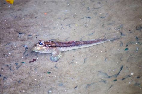  Mudskipper: A Master of amphibious life, navigating muddy shores with unparalleled dexterity!