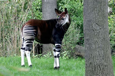  Okapi: Descubra este Animal com o Coração de um Zebra e as Manchas de um Leopardo!