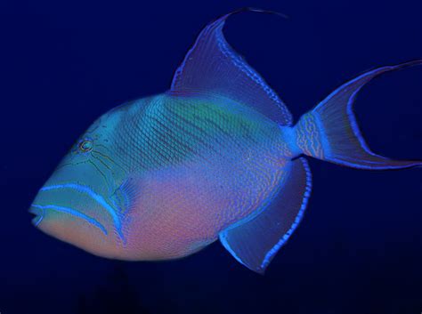  Queen Triggerfish! A Curious Reef Dweller Known for its Bold Personality and Vibrant Color Palette