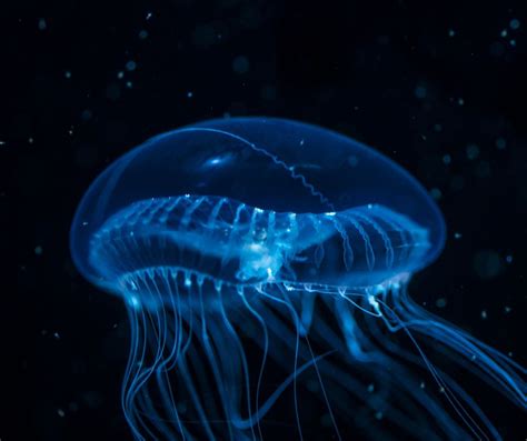  Umbrella Jellyfish: Can These Translucent Wonders Teach Us About Resilience?