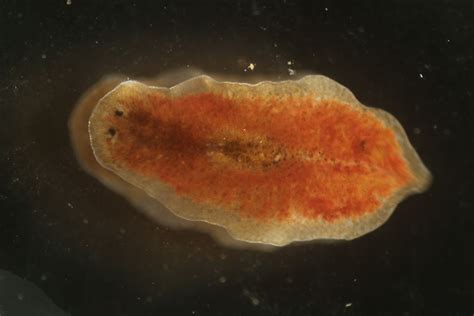  With Colorful Spots and Wriggly Moves: Unveiling the Wonderful World of Worm-Like Flatworms!