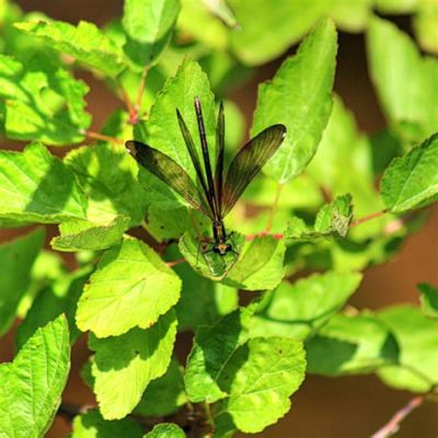 Damselfly: A Miniature Marvel Balancing Gracefully on Delicate Wings and Weaving Intricate Dances in Sunlit Meadows!