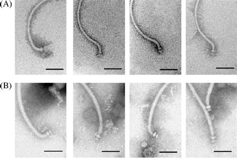  Flagellata: Uma Jornada Microscópica Através de um Mundo Invisível Cheio de Cílios!