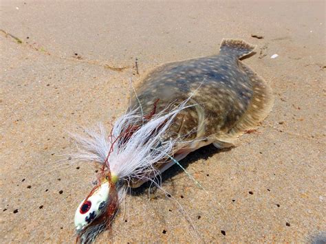   Fluke: Descubra um Peixe Que Se Esconde na Areia Como Um Mestre Espião!