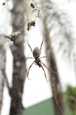  Ícaro: Uma Aranha Que Tecela Redes De Ouro E Se Abriga Em Tochas De Velas!