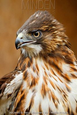  Roaming Raptors: Unveiling the Remarkable World of the Rufous-tailed Hawk!