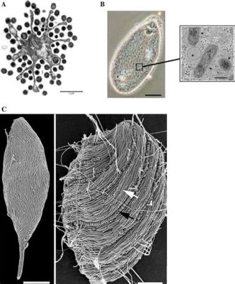  Streblomastix! Um Protista Fascinante com Uma Vida Secreta Intrincada e Locomoção Ciliar Única