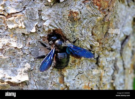  Xylocopa! Uma Abelha Carpinteiro que Desafia a Gravidade com Seus Ninhos Extravagantes