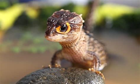  Yellow-Eyed Skink: Descubra este lagarto peculiar com marcas em formato de olho que o tornam um mestre da camuflagem!