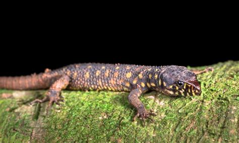 Yellow-Spotted Lizard: Uma Espécie Fascinante com Cores Vibrante que Encanta Observadores de Repteis!